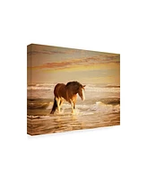 Ph Burchett Sunkissed Horses V Canvas Art - 36.5" x 48"