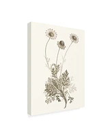 Vision Studio Neutral Botanical Study Viii Canvas Art - 36.5" x 48"