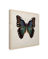 Melissa Wang Butterfly Study Iii Canvas Art - 27" x 33"