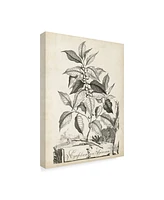 Abraham Munting Scenic Botanical Iii Canvas Art - 20" x 25"