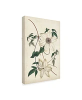 Curtis Ivory Garden Ii Canvas Art - 37" x 49"