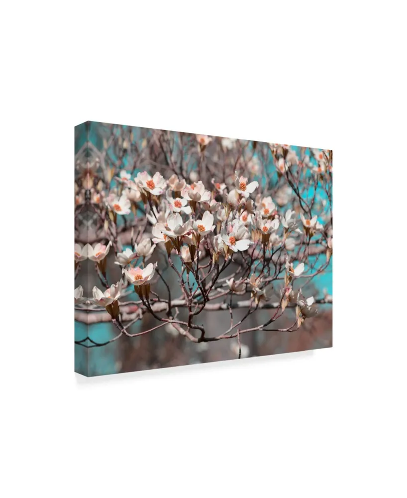 Sharon Chandler Dogwood Spring Ii Canvas Art