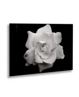 Kurt Shaffer Gardenia in Black and White Floating Brushed Aluminum Art - 22" x 25"