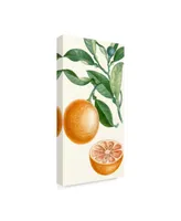 Turpin Turpin Fruit Ii Canvas Art