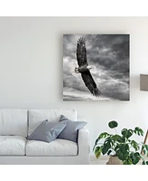 Ph Burchett Eagle in Flight Canvas Art - 20" x 25"