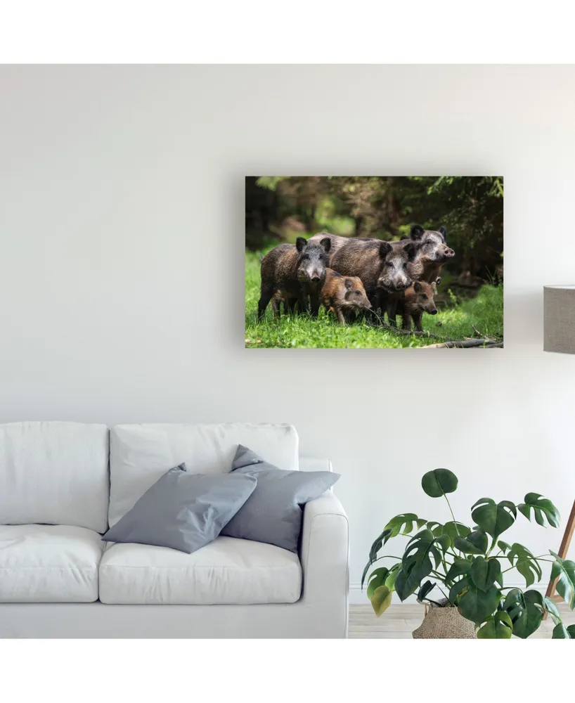 Stefan Volkel Wild Boar Family Canvas Art - 20" x 25"