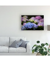 Kurt Shaffer Blooming Hydrangea Canvas Art - 37" x 49"