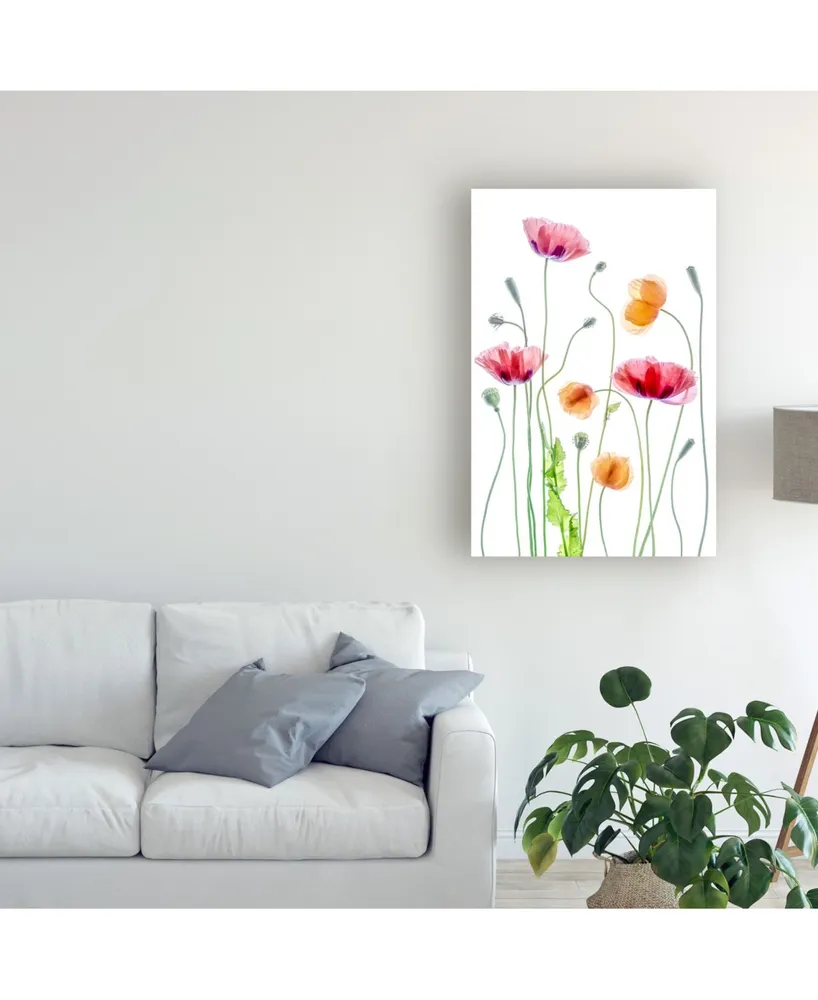 Mandy Disher Poppies Orange and Pink Canvas Art