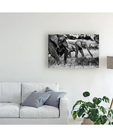 Vedran Vidak Elephant Family Amboseli Canvas Art - 37" x 49"
