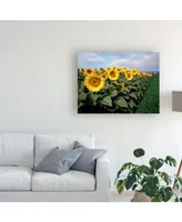 Monte Nagler Sunflowers Sentinels Rome Italy Color Canvas Art - 37" x 49"