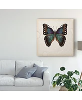 Melissa Wang Butterfly Study Iii Canvas Art - 27" x 33"