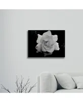 Kurt Shaffer Gardenia in Black and White Floating Brushed Aluminum Art - 22" x 25"