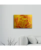 Kurt Shaffer Hypnotic Yellow Rose By Kurt Shaffer Floating Brushed Aluminum Art - 22" x 25"