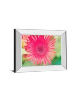 Classy Art Pink Gerbera by Susan Bryant Mirror Framed Print Wall Art, 22" x 26"