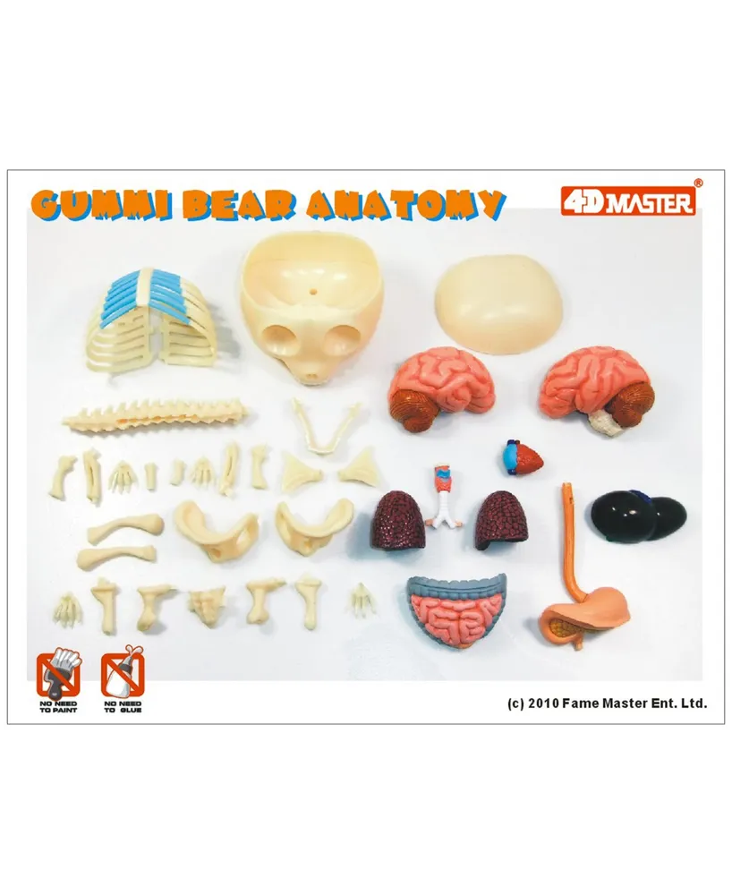 4D Master Funny Anatomy