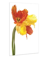 Empire Art Direct Orange Yellow Parrot Tulip on White Frameless Free Floating Tempered Glass Panel Graphic Wall Art, 48" x 32" x 0.2"