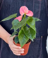 Anthurium Live Plant