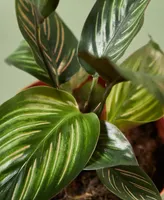 Calathea 'Beauty Star' Live Plant