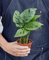 Monstera Adansonii "Swiss Cheese" Live Plant, 4" Pot