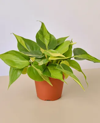 Philodendron Brasil Live Plant, 4" Pot