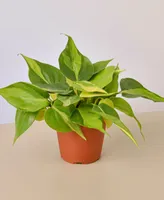 Philodendron Brasil Live Plant, 4" Pot