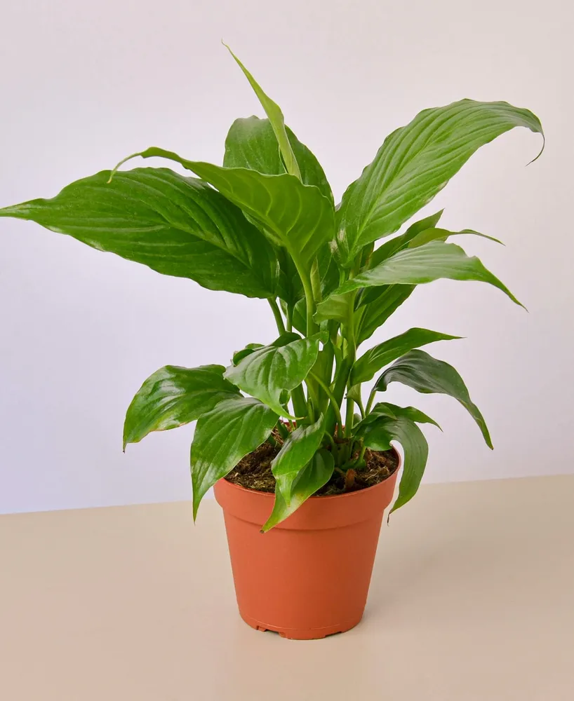 Spathiphyllum 'Peace Lily' Live Plant