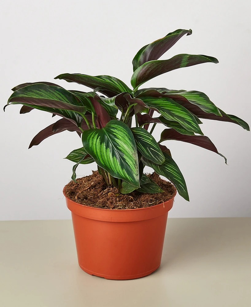 Calathea 'Beauty Star' Live Plant, 6" Pot