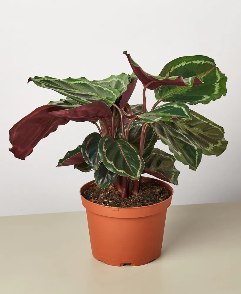 Calathea Roseopicta 'Medallion' Live Plant, 6" Pot