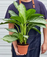 Chinese Evergreen 'Silver Bay' Live Plant, 6" Pot