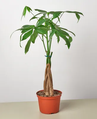 Money Tree 'Guiana Chestnut' Pachira Braid Live Plant, 6" Pot