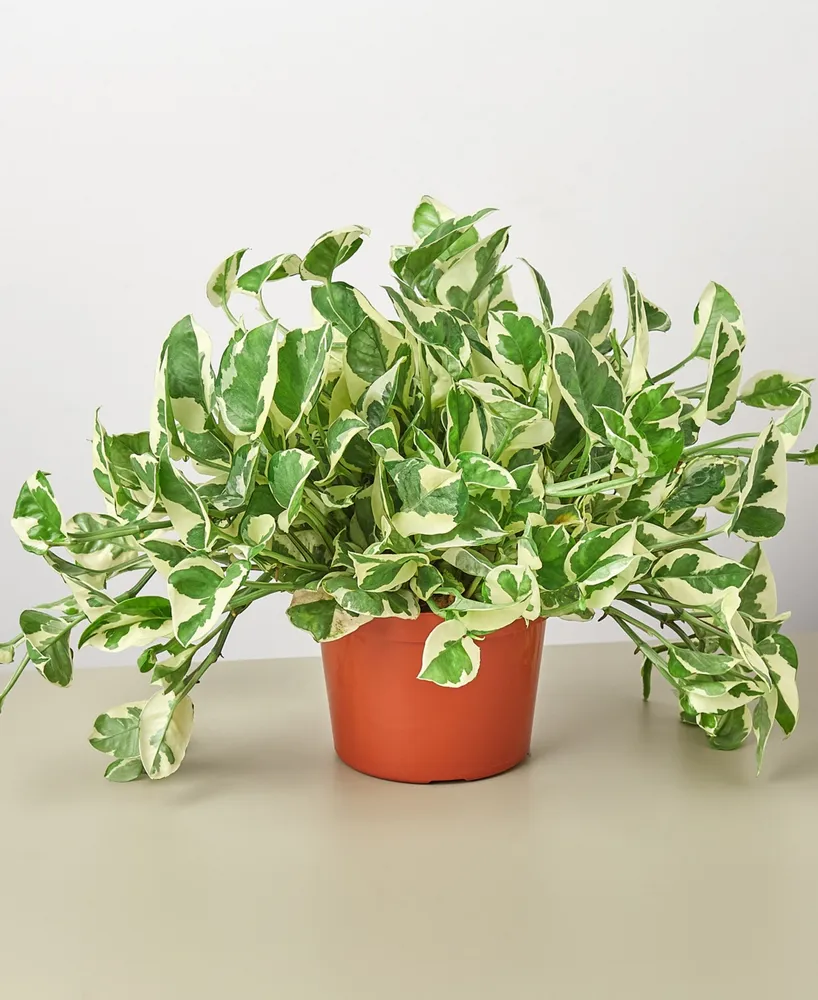 Pothos N'Joy Live Plant, 6" Pot