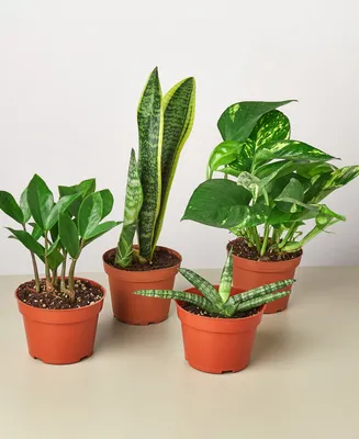 Easy Care Live Plants, Pack of 4