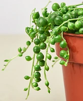 Succulent String of Pearls Live Plant, 6" Pot