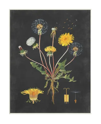Stupell Industries Botanical Drawing Dandelion On Black Design Wall Plaque Art, 10" x 15" - Multi