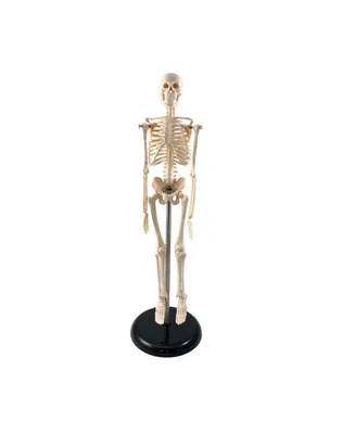 Supertek Human Skeleton Model with Key, 10.5"