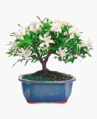 BloomsyBox Gardenia Bonsai Live Plant
