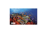 Ocean, New Edition by Dk