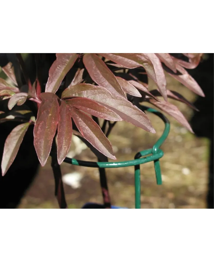 Luster Leaf Link-Ups Gathering Ring Plant Support