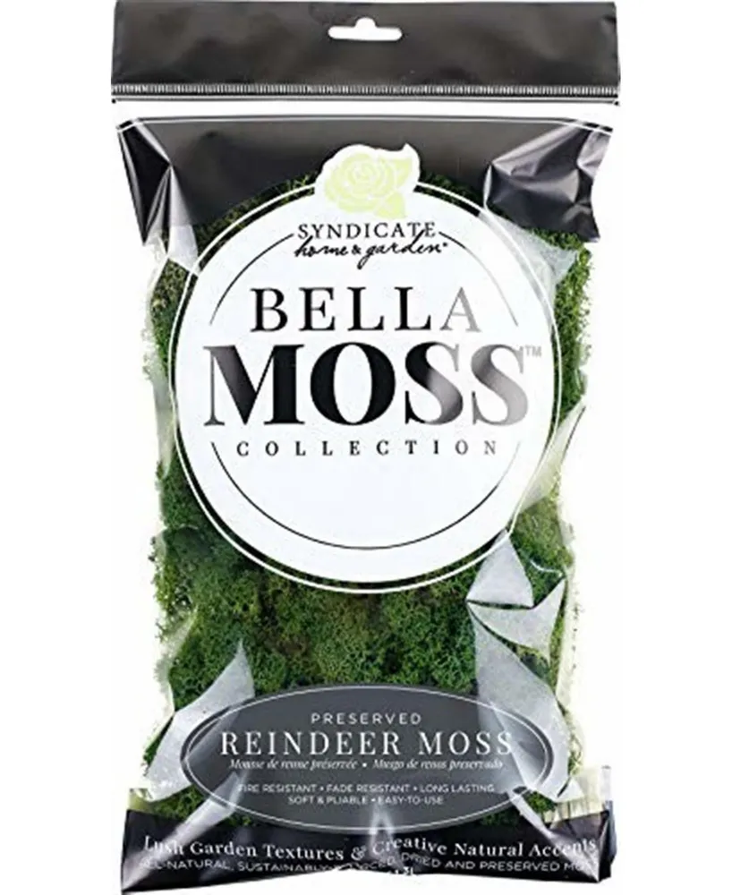 Preserved Reindeer Moss