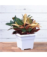 Novelty Countryside Square Tub Planter White 14 Inch