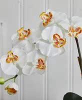 Nearly Natural Double Phalaenopsis Orchid Artificial Arrangement in White Ceramic Vase