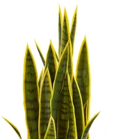 Nearly Natural 33" Sansevieria Artificial Plant