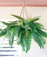 Nearly Natural Boston Fern Artificial Plant Hanging Basket