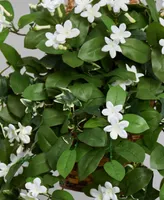 Nearly Natural Stephanotis Flowering Artificial Plant in Hanging Basket