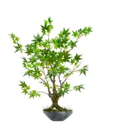 Nearly Natural 30" Maple Bonsai Artificial Tree in Planter