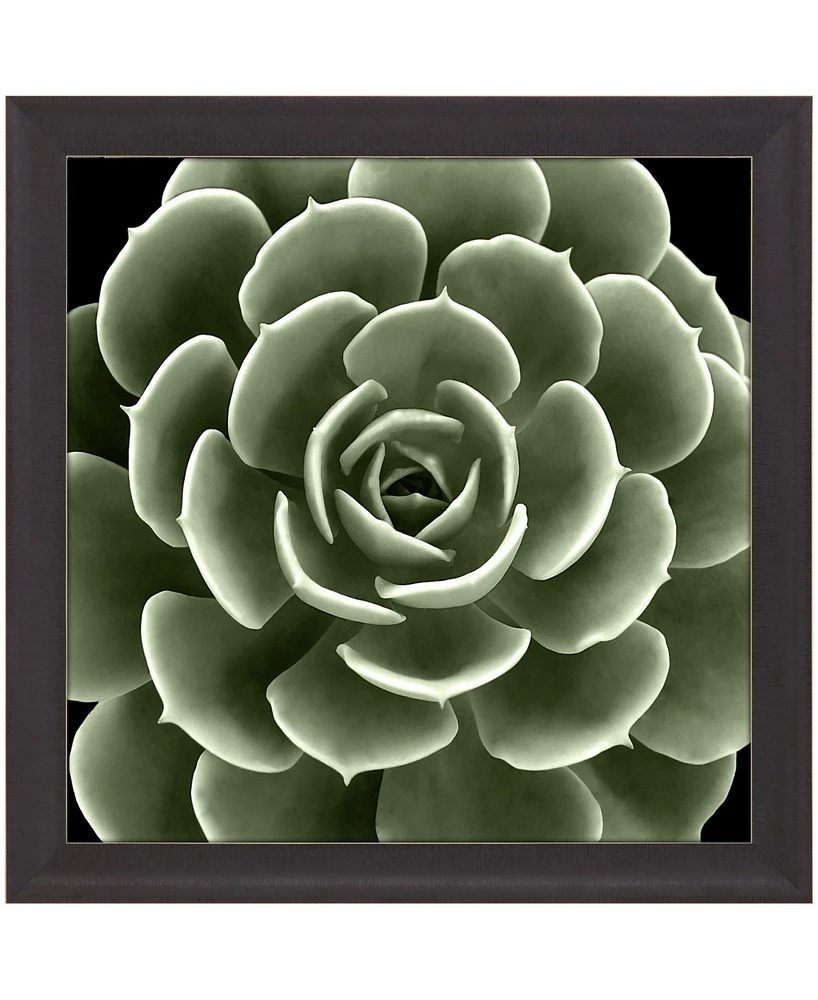 Green Succulent Iv Framed Art