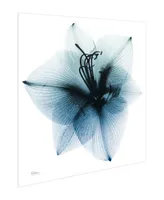 Empire Art Direct "Glacial Amaryllis" Frameless Free Floating Tempered Glass Panel Graphic Wall Art, 38" x 38" x 0.2"