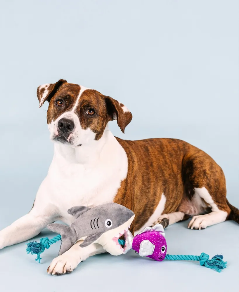 Fringe Studio Shark Bait Plush Dog Toy
