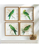 Green Parrots Study Set of 4 Wall Art