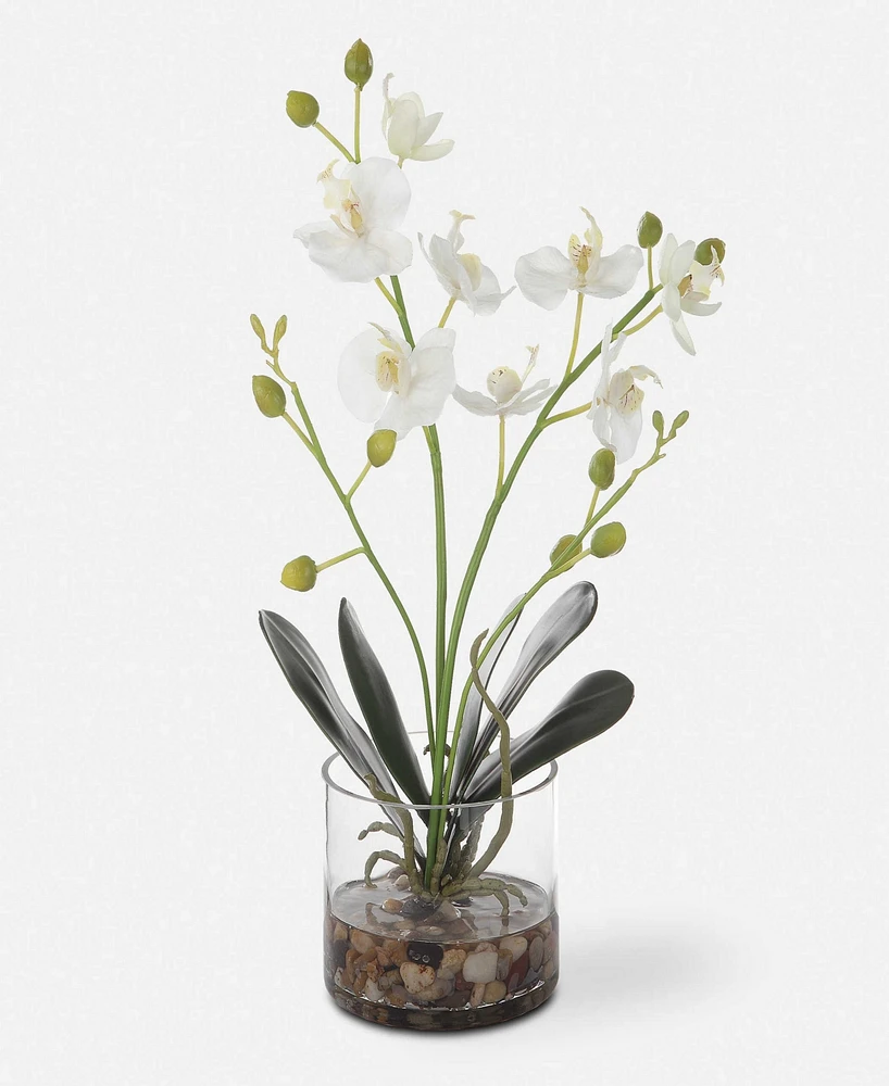 Uttermost Glory Orchid